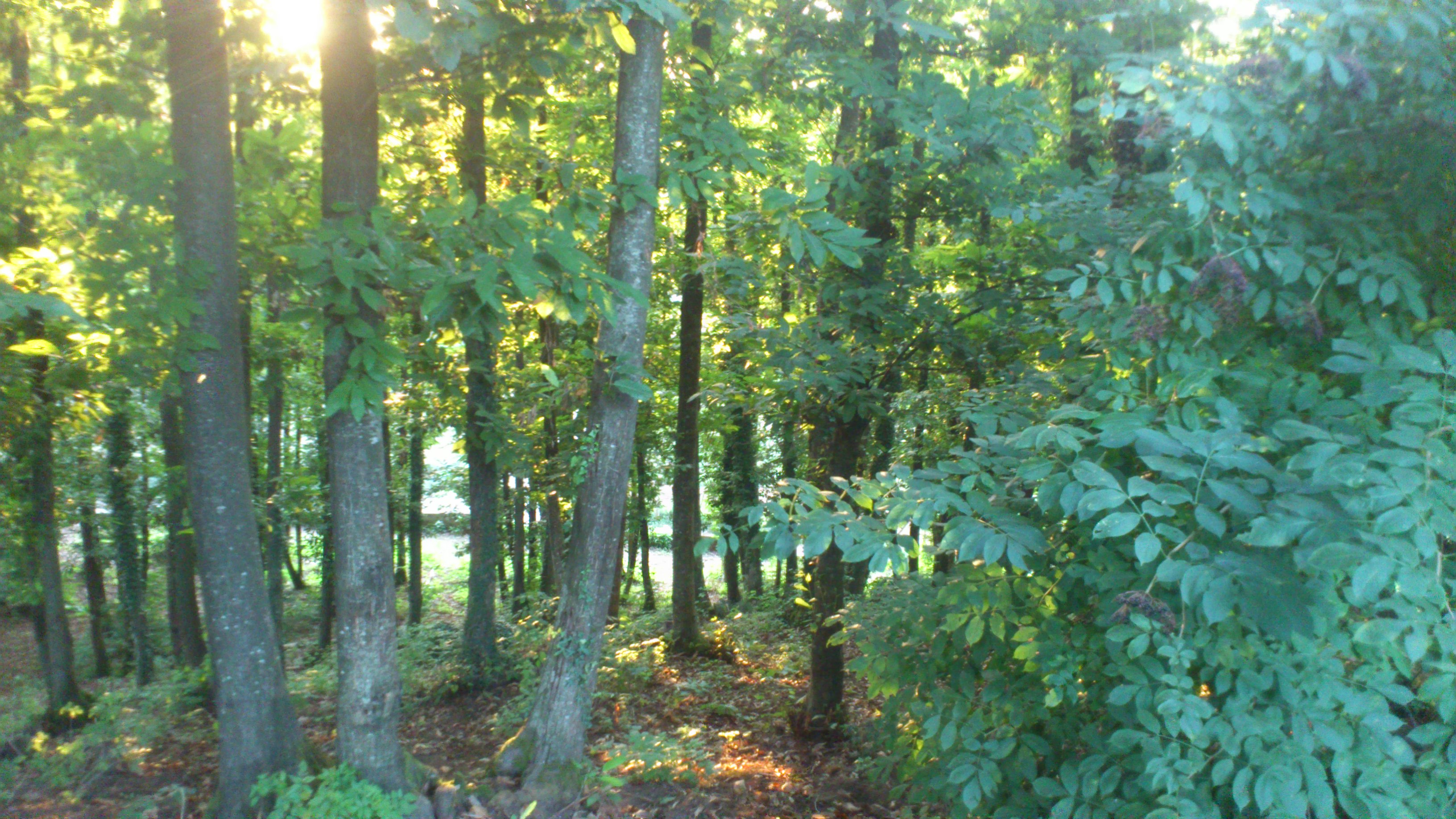 Bosco dentro la Struttura